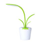 Clivia Table Lamp