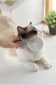 Stylish Pet Comb: A New Choice for Pet Hair Care